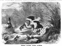 Picture 15 of 18 from Scientific American, Vol. 37, No. 25 (December 1877) (1877), leaf 8