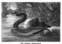 An illustration from Scientific American, Vol. 37, No. 25 (December 1877) (1877)