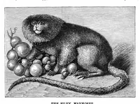 An illustration from Scientific American, Vol. 38, No. 1 (January 1878) (1878)