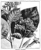 An illustration from Scientific American, Vol. 38, No. 3 (January 1878) (1878)
