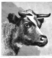 An illustration from Scientific American, Vol. 38, No. 4 (January 1878) (1878)