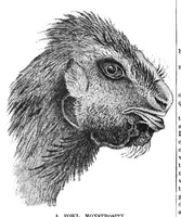 Picture 15 of 15 from Scientific American, Vol. 38, No. 6 (February 1878) (1878), leaf 10