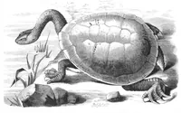 An illustration from Scientific American, Vol. 38, No. 6 (February 1878) (1878)