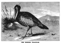 An illustration from Scientific American, Vol. 38, No. 8 (February 1878) (1878)