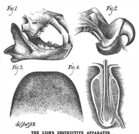 An illustration from Scientific American, Vol. 38, No. 9 (March 1878) (1878)