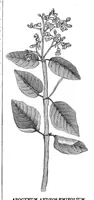 An illustration from Scientific American, Vol. 38, No. 14 (April 1878) (1878)