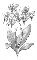 An illustration from Scientific American, Vol. 38, No. 15 (April 1878) (1878)