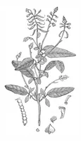 An illustration from Scientific American, Vol. 38, No. 15 (April 1878) (1878)