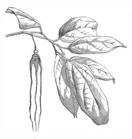 An illustration from Scientific American, Vol. 38, No. 17 (April 1878) (1878)
