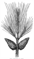 Picture 10 of 12 from Scientific American, Vol. 38, No. 18 (May 1878) (1878), leaf 9