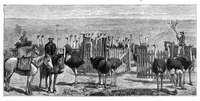An illustration from Scientific American, Vol. 38, No. 19 (May 1878) (1878)