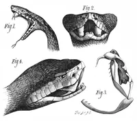 Picture 9 of 13 from Scientific American, Vol. 38, No. 21 (May 1878) (1878), leaf 8