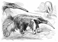 An illustration from Scientific American, Vol. 38, No. 22 (June 1878) (1878)