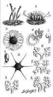 An illustration from Scientific American, Vol. 38, No. 25 (June 1878) (1878)