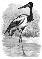 An illustration from Scientific American, Vol. 39, No. 5 (August 1878) (1878)