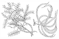 Picture 9 of 10 from Scientific American, Vol. 39, No. 9 (August 1878) (1878), leaf 10
