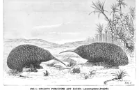 An illustration from Scientific American, Vol. 39, No. 14 (October 1878) (1878)
