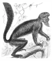 An illustration from Scientific American, Vol. 39, No. 15 (October 1878) (1878)