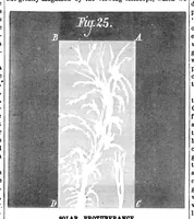 Picture 3 of 8 from Scientific American, Vol. 39, No. 16 (October 1878) (1878), leaf 4