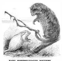 Picture 8 of 8 from Scientific American, Vol. 39, No. 16 (October 1878) (1878), leaf 8