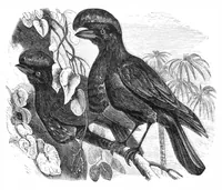 An illustration from Scientific American, Vol. 39, No. 19 (November 1878) (1878)