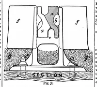 An illustration from Scientific American, Vol. 39, No. 22 (November 1878) (1878)