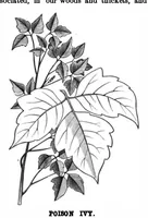 An illustration from Scientific American, Vol. 39, No. 22 (November 1878) (1878)