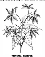 An illustration from Scientific American, Vol. 39, No. 22 (November 1878) (1878)