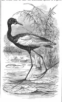 Picture 10 of 10 from Scientific American, Vol. 39, No. 23 (December 1878) (1878), leaf 8