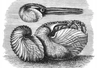 An illustration from Scientific American, Vol. 39, No. 24 (December 1878) (1878)