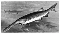 An illustration from Scientific American, Vol. 39, No. 25 (December 1878) (1878)