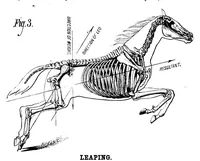 An illustration from Scientific American, Vol. 39, No. 26 (December 1878) (1878)