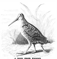 An illustration from Scientific American, Vol. 40, No. 2 (January 1879) (1879)