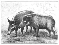 An illustration from Scientific American, Vol. 40, No. 4 (January 1879) (1879)