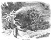 An illustration from Scientific American, Vol. 40, No. 5 (February 1879) (1879)