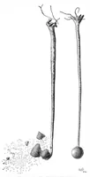 Picture 8 of 9 from Scientific American, Vol. 40, No. 10 (March 1879) (1879), leaf 10