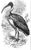 An illustration from Scientific American, Vol. 40, No. 11 (March 1879) (1879)