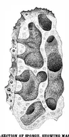 Picture 10 of 12 from Scientific American, Vol. 40, No. 11 (March 1879) (1879), leaf 8
