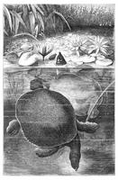 An illustration from Scientific American, Vol. 40, No. 12 (March 1879) (1879)