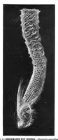 An illustration from Scientific American, Vol. 40, No. 13 (March 1879) (1879)
