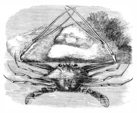 An illustration from Scientific American, Vol. 40, No. 15 (April 1879) (1879)