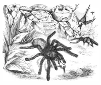 An illustration from Scientific American, Vol. 40, No. 17 (April 1879) (1879)