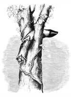 An illustration from Scientific American, Vol. 40, No. 18 (May 1879) (1879)