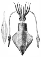 An illustration from Scientific American, Vol. 40, No. 20 (May 1879) (1879)