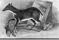 Picture 6 of 7 from Scientific American, Vol. 40, No. 20 (May 1879) (1879), leaf 8