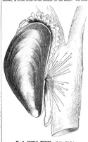 An illustration from Scientific American, Vol. 40, No. 22 (May 1879) (1879)