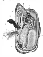 An illustration from Scientific American, Vol. 40, No. 22 (May 1879) (1879)