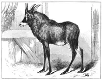 Picture 8 of 11 from Scientific American, Vol. 40, No. 22 (May 1879) (1879), leaf 8