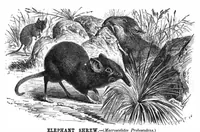 Picture 7 of 8 from Scientific American, Vol. 41, No. 1 (July 1879) (1879), leaf 7