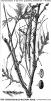 Picture 8 of 8 from Scientific American, Vol. 41, No. 1 (July 1879) (1879), leaf 7